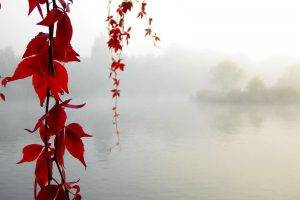 water, Leaves, Mist, Nature, Fall