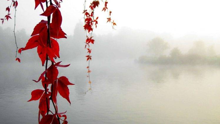 water, Leaves, Mist, Nature, Fall HD Wallpaper Desktop Background