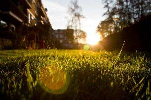 grass, Sunset, Photography, Nature, Sunlight, Bokeh