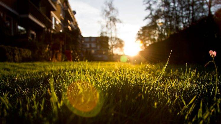 grass, Sunset, Photography, Nature, Sunlight, Bokeh HD Wallpaper Desktop Background