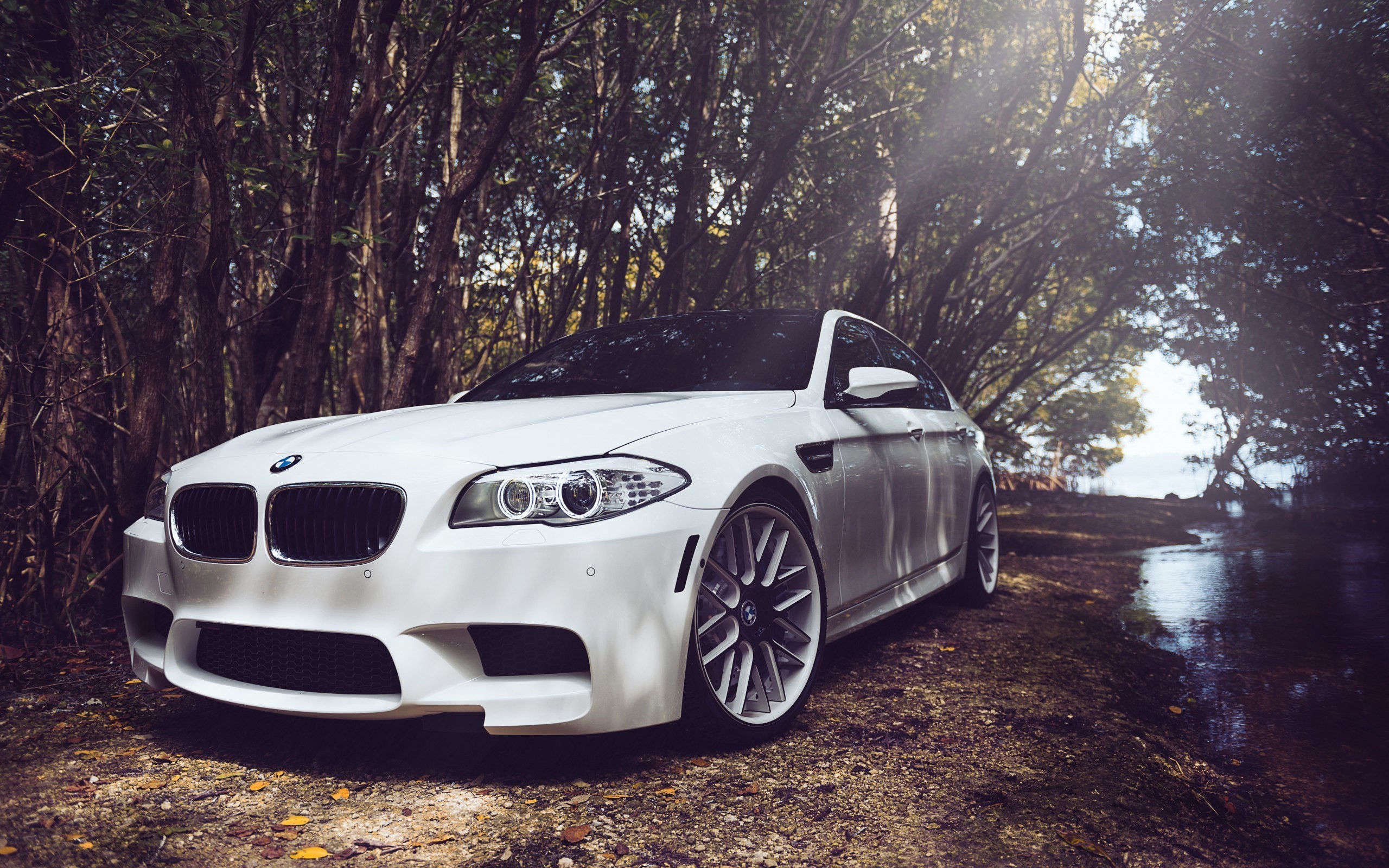 BMW, Forest, Trees, BMW M5, White Cars Wallpaper