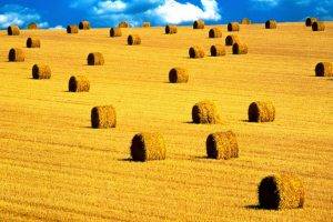 haystacks, Landscape, Field