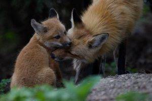 fox, Baby Animals