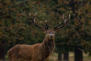 animals, Stags