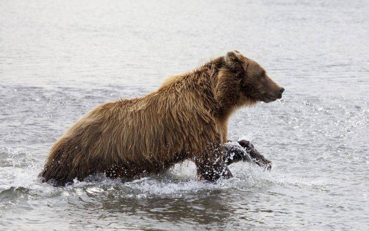 animals, Bears, Water HD Wallpaper Desktop Background