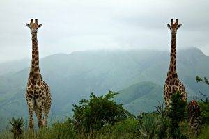 animals, Giraffes, Mist, Hill