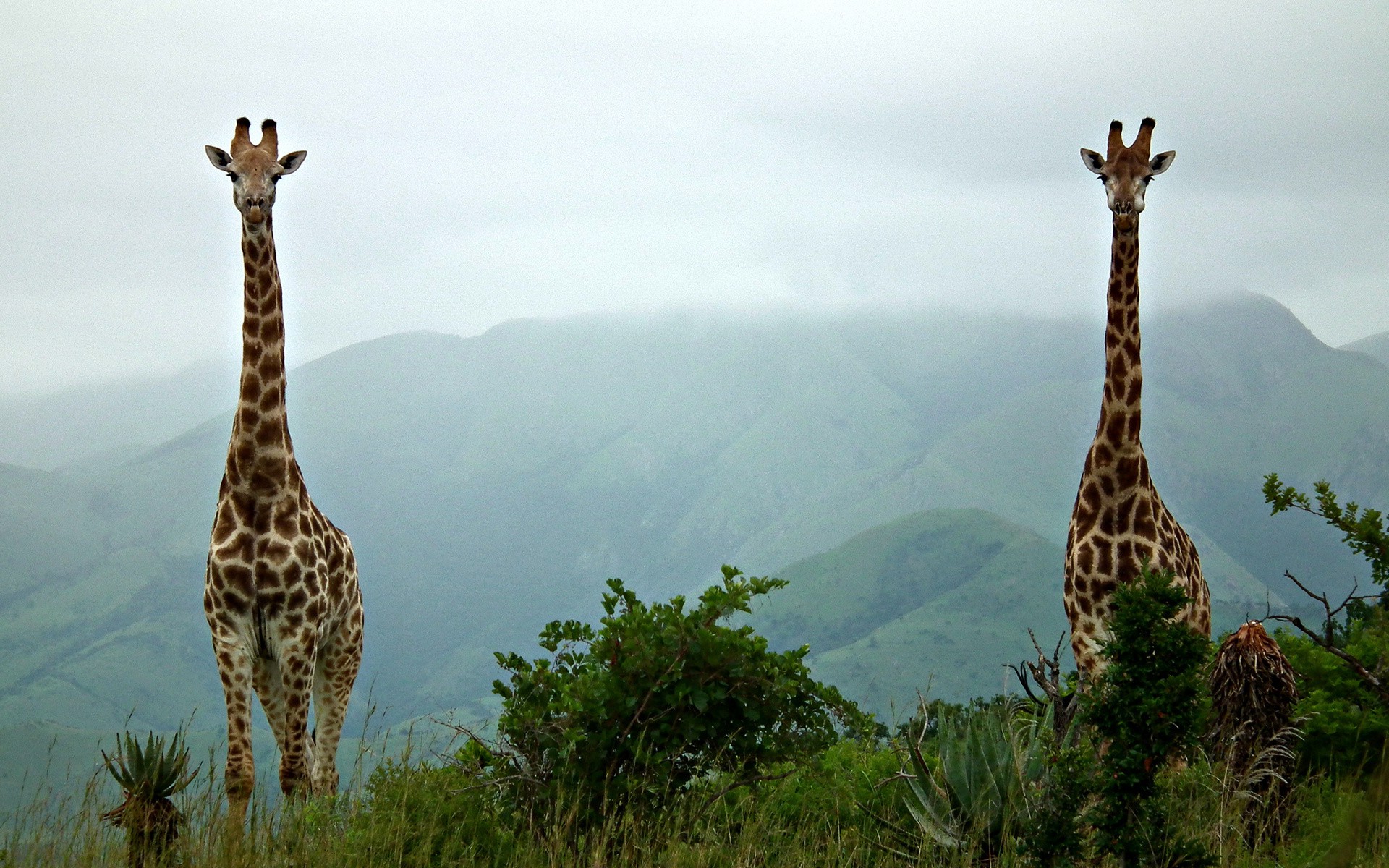 animals, Giraffes, Mist, Hill Wallpaper