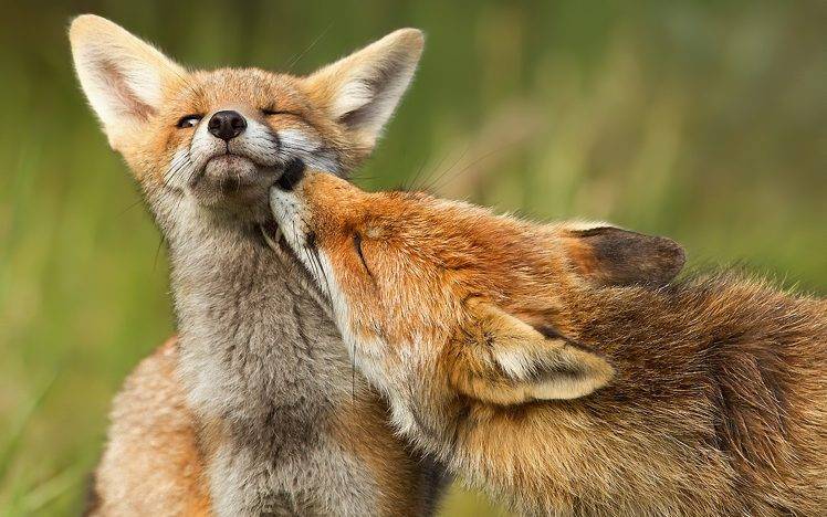 animals, Fox HD Wallpaper Desktop Background
