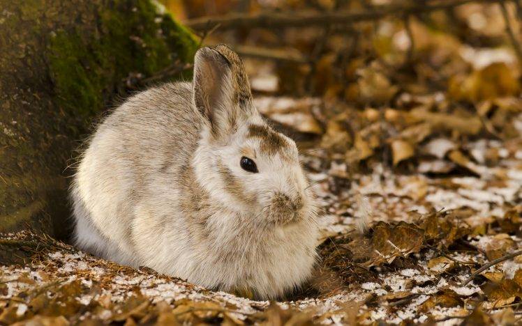 animals, Rabbits, Nature HD Wallpaper Desktop Background