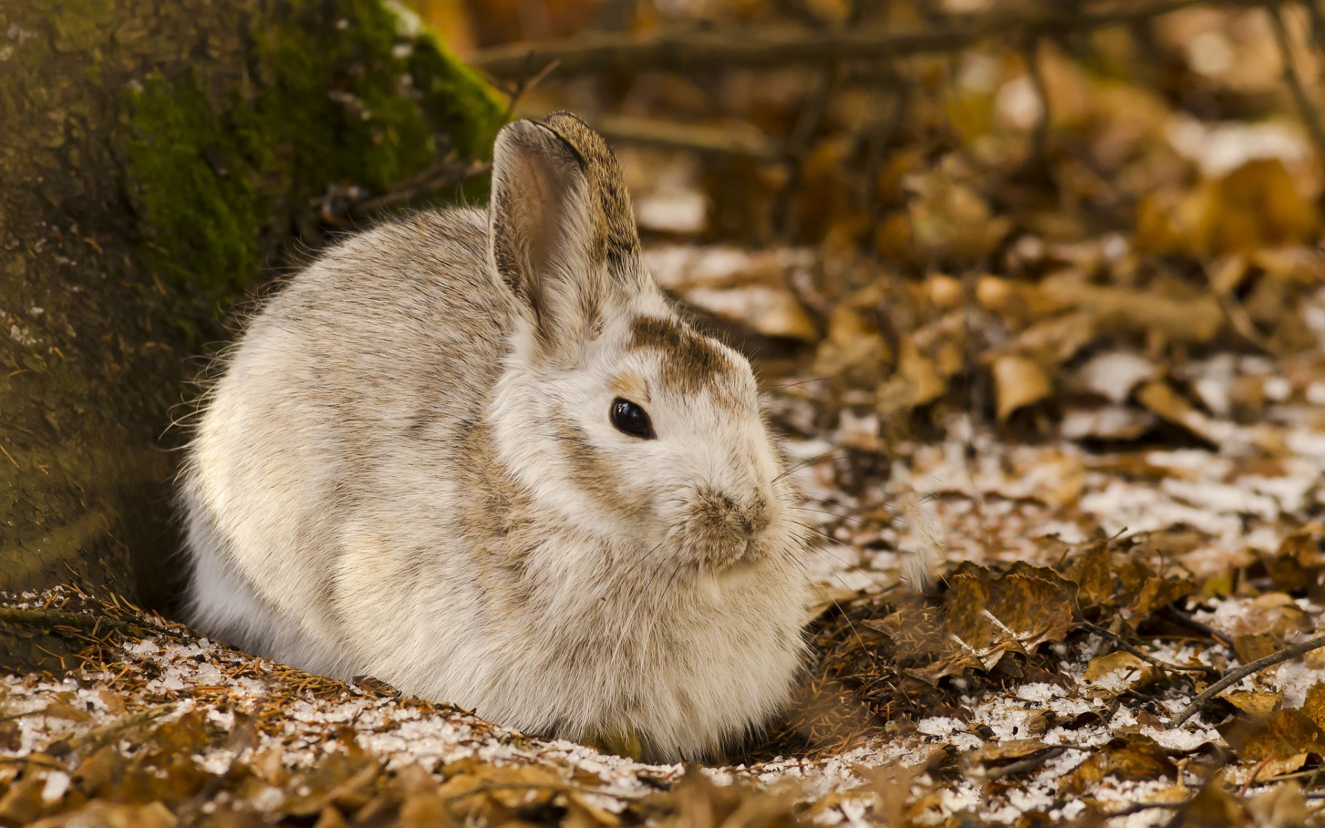 animals, Rabbits, Nature Wallpaper