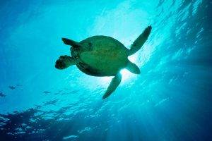 animals, Turtle, Underwater