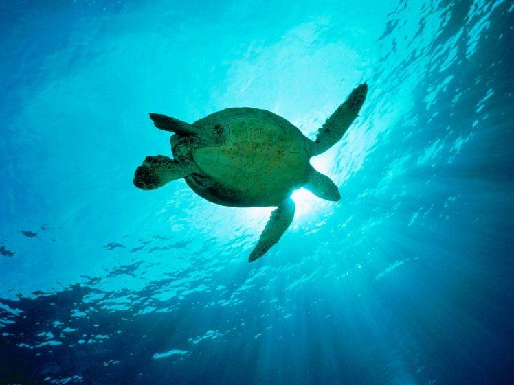 animals, Turtle, Underwater HD Wallpaper Desktop Background