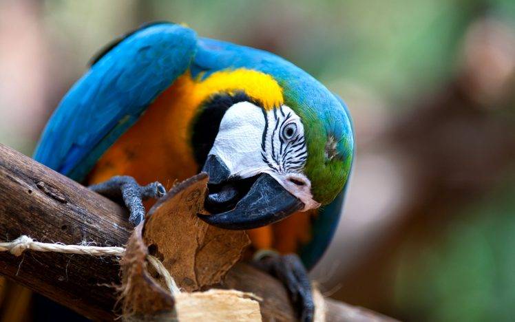 animals, Macaws, Parrot, Birds HD Wallpaper Desktop Background