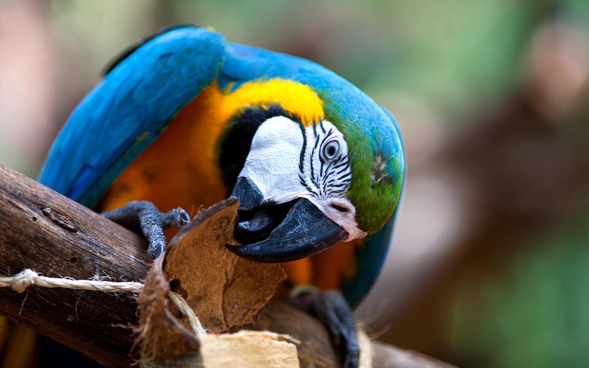 animals, Macaws, Parrot, Birds Wallpaper