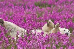 animals, Polar Bears, Flowers
