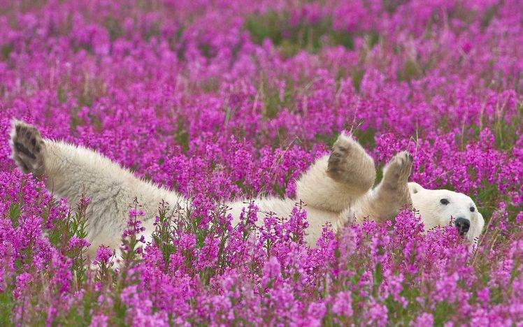 animals, Polar Bears, Flowers HD Wallpaper Desktop Background