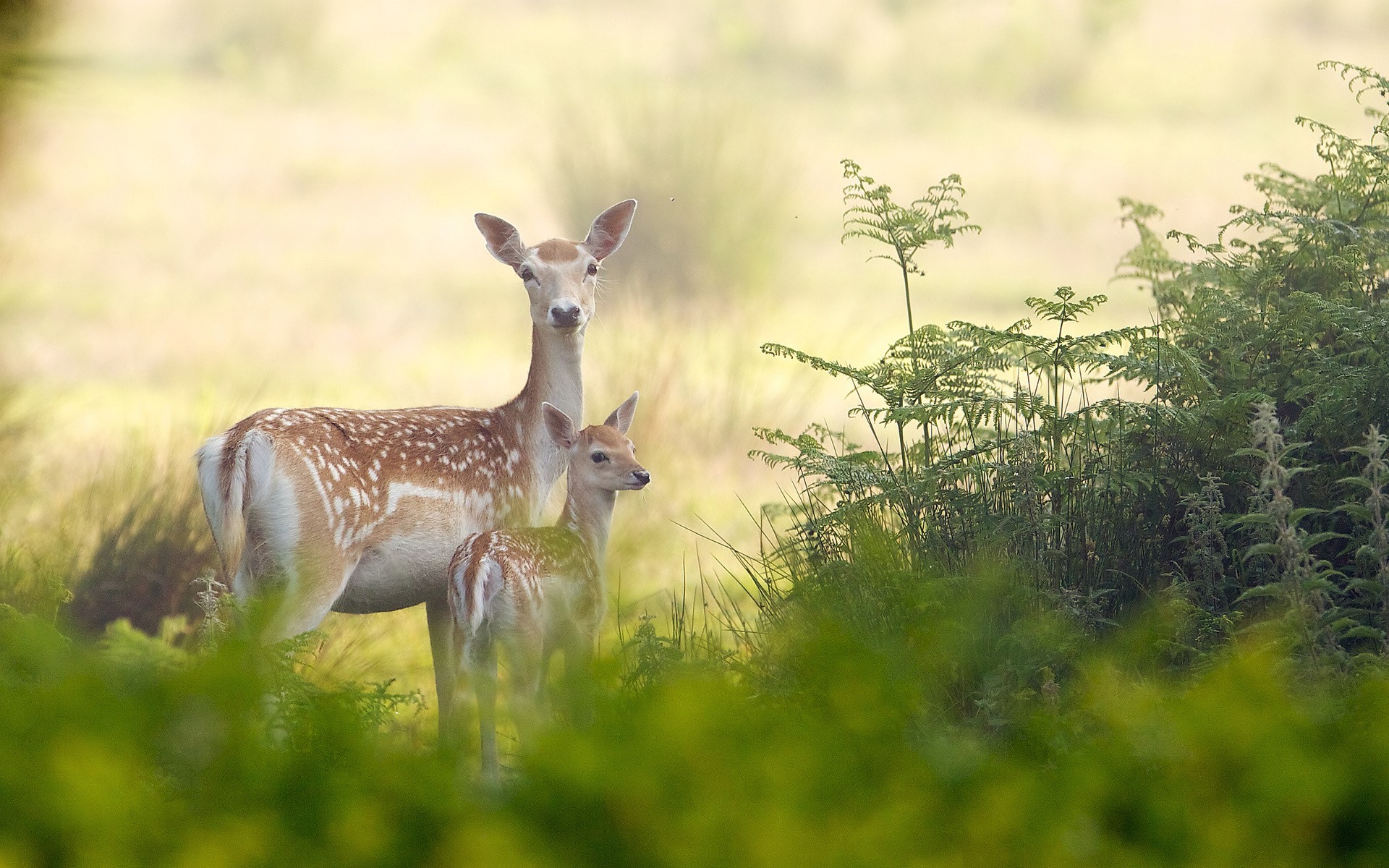 animals, Deer, Baby Animals Wallpapers HD / Desktop and Mobile Backgrounds