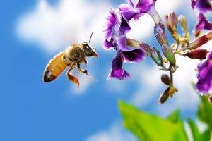 animals, Insect, Bees, Flowers, Purple Flowers, Macro