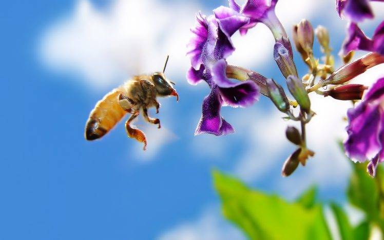animals, Insect, Bees, Flowers, Purple Flowers, Macro HD Wallpaper Desktop Background