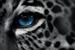 animals, Leopard, Blue Eyes, Selective Coloring
