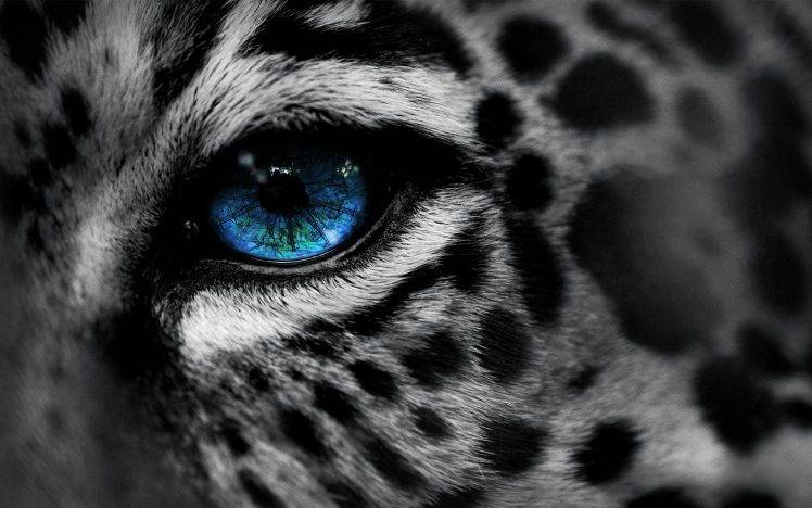 animals, Leopard, Blue Eyes, Selective Coloring HD Wallpaper Desktop Background