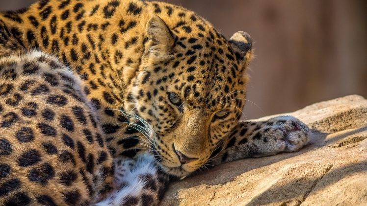 animals, Leopard HD Wallpaper Desktop Background