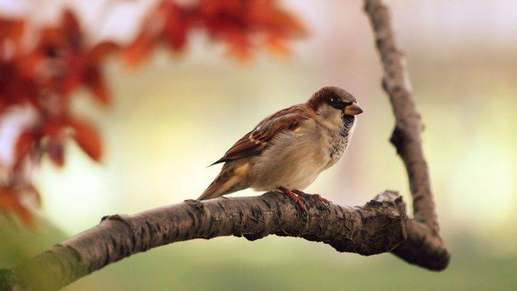 animals, Birds, Sparrows HD Wallpaper Desktop Background