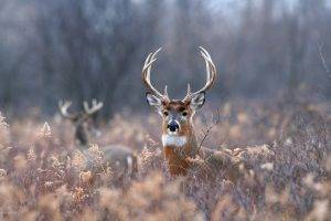 animals, Deer, Nature