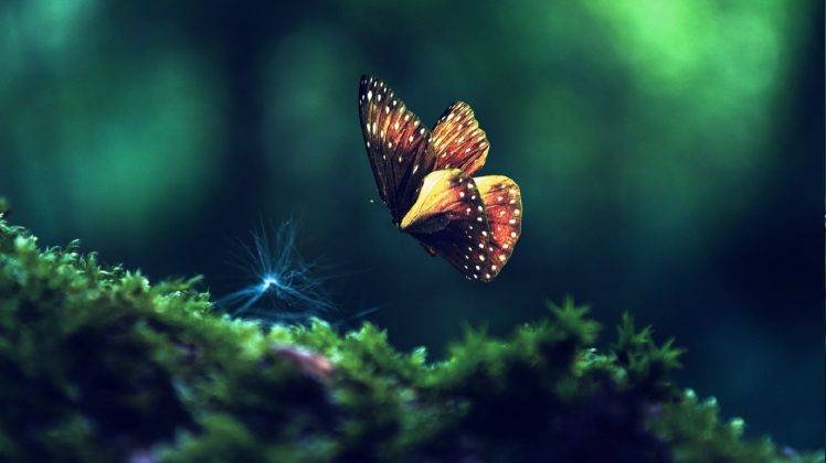 animals, Insect, Butterfly HD Wallpaper Desktop Background