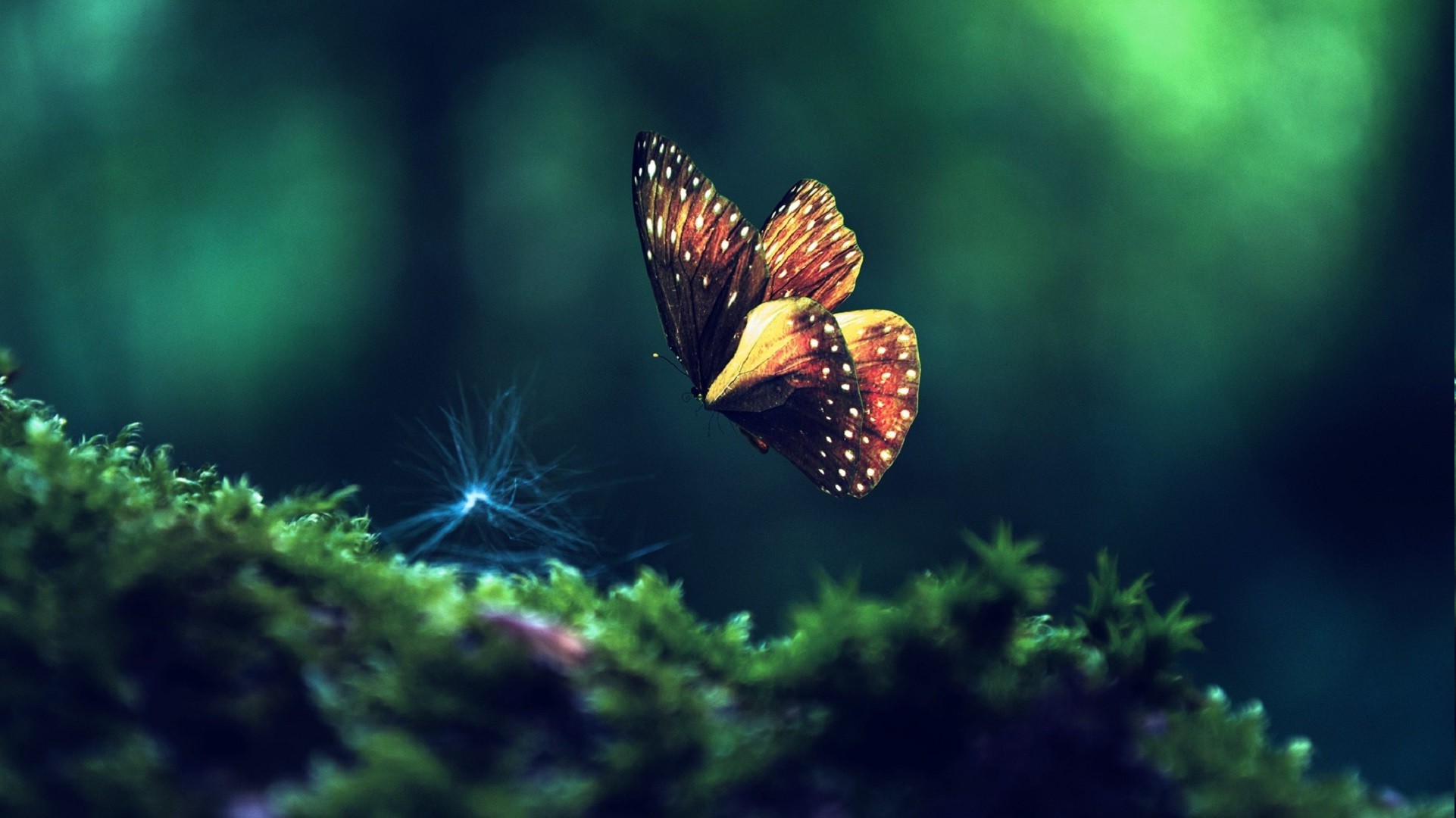 animals, Insect, Butterfly Wallpaper