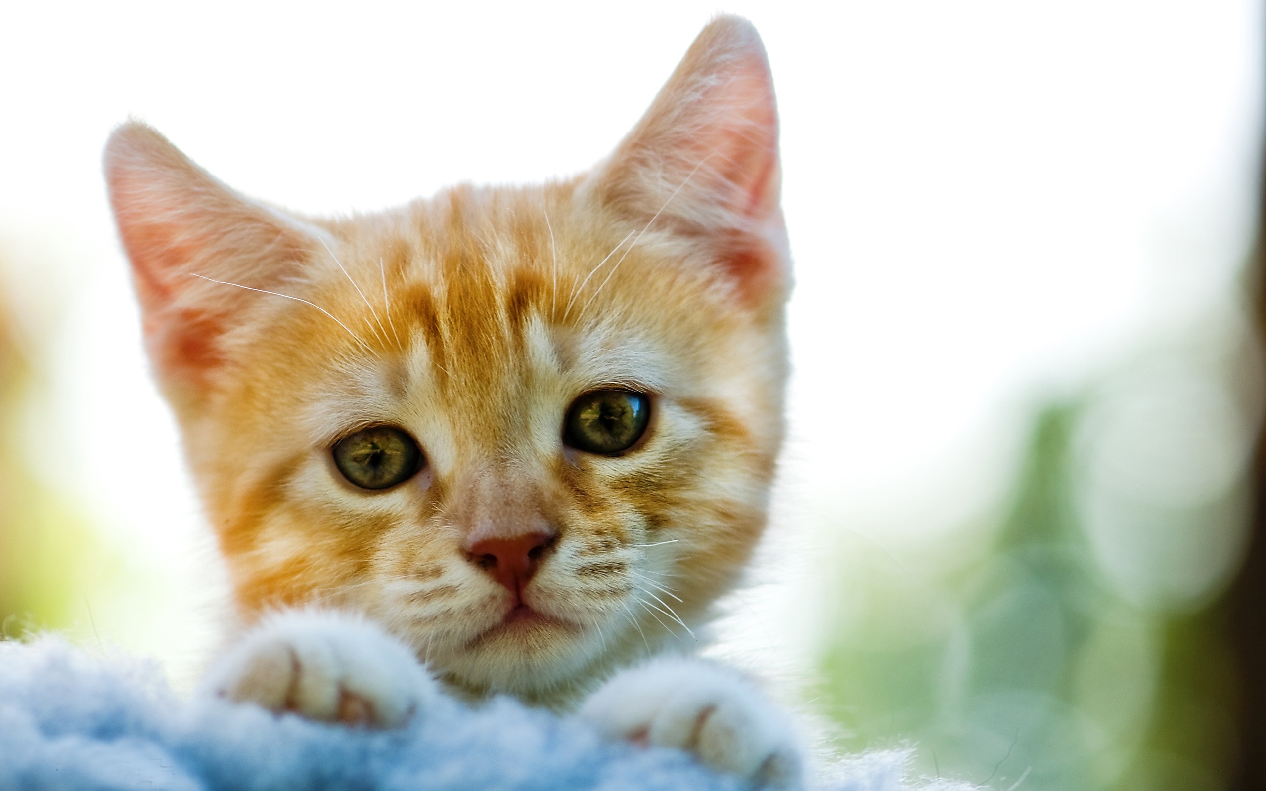 animals, Cat Wallpaper