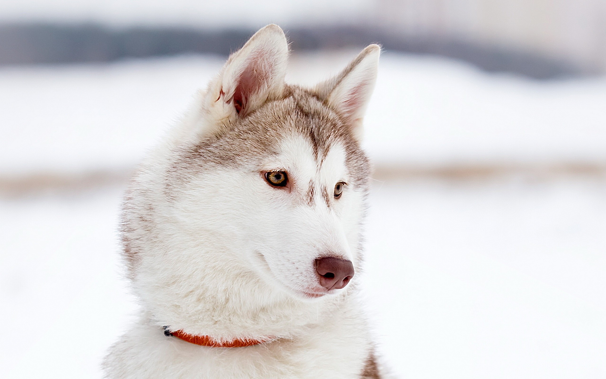 animals, Dog Wallpaper