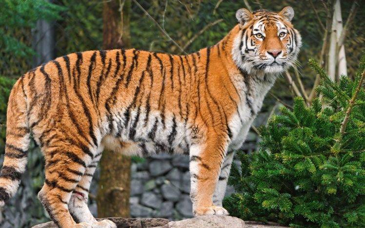 animals, Tiger HD Wallpaper Desktop Background