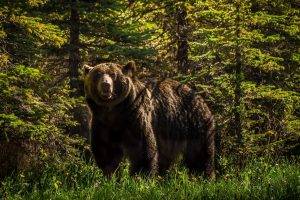 animals, Bears, Forest