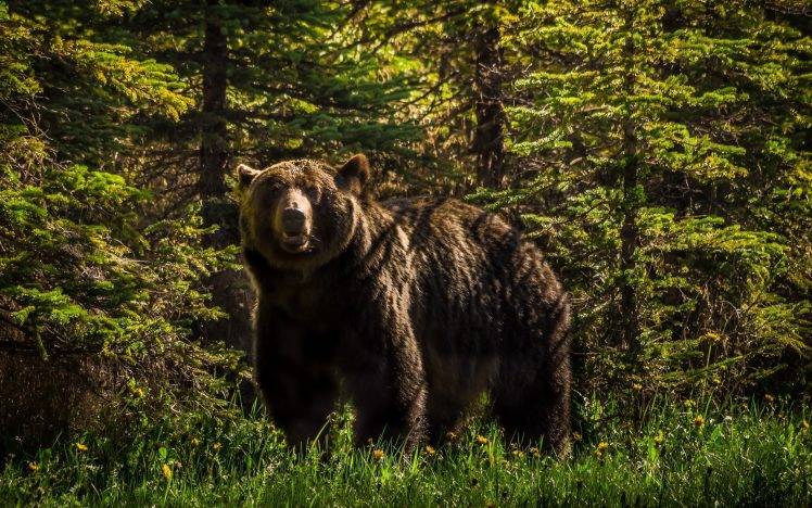 animals, Bears, Forest HD Wallpaper Desktop Background