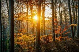 nature, Forest, Trees, Sunlight