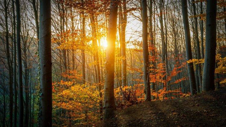 nature, Forest, Trees, Sunlight HD Wallpaper Desktop Background