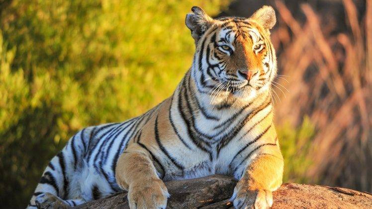 animals, Tiger Wallpapers HD / Desktop and Mobile Backgrounds