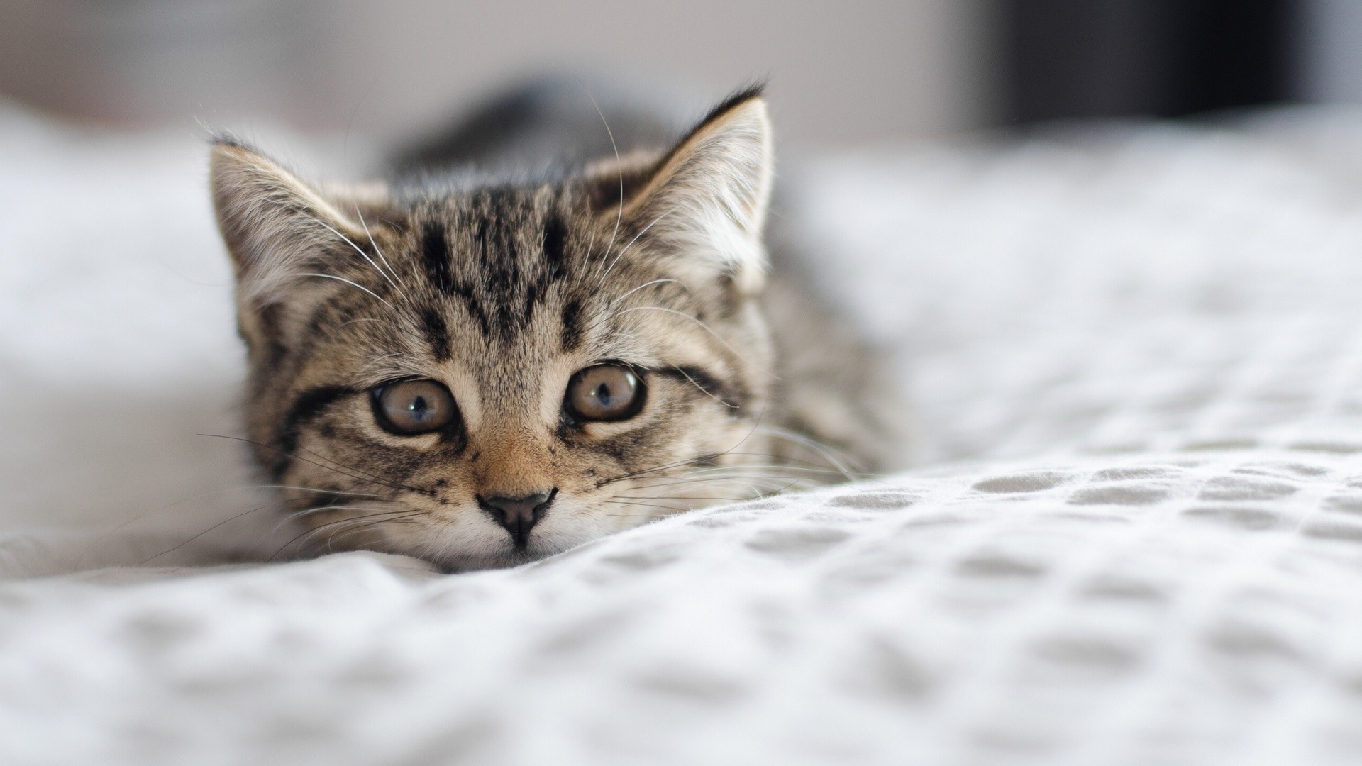 animals, Cat Wallpaper