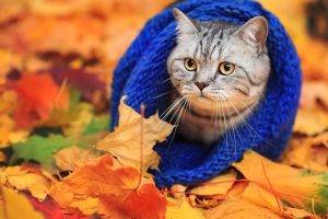 animals, Cat, Woolly Hat, Leaves, Fall