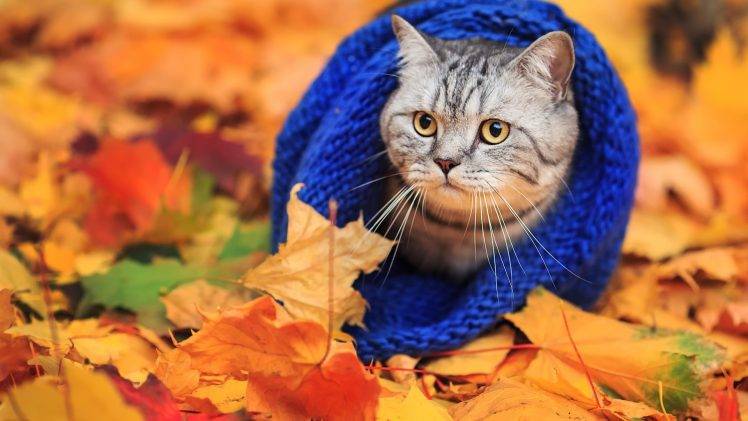 animals, Cat, Woolly Hat, Leaves, Fall HD Wallpaper Desktop Background