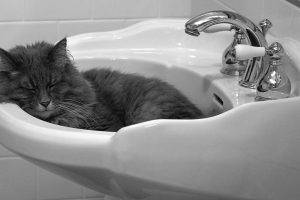 faucets, Cat, Animals, Sleeping