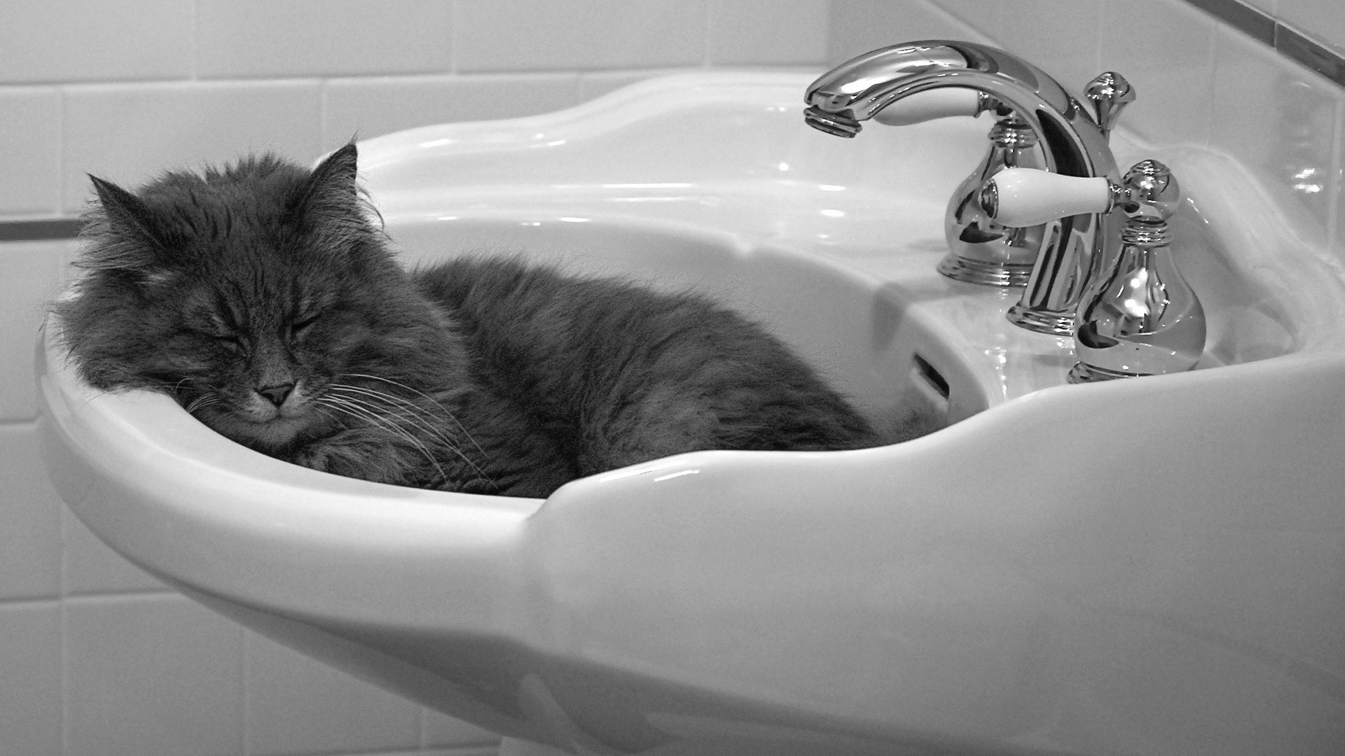 faucets, Cat, Animals, Sleeping Wallpaper