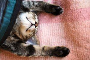 cat, Animals, Stretching, Blankets