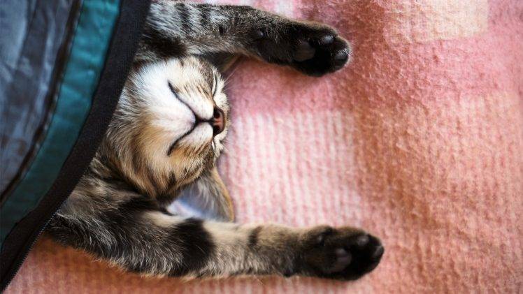 cat, Animals, Stretching, Blankets HD Wallpaper Desktop Background