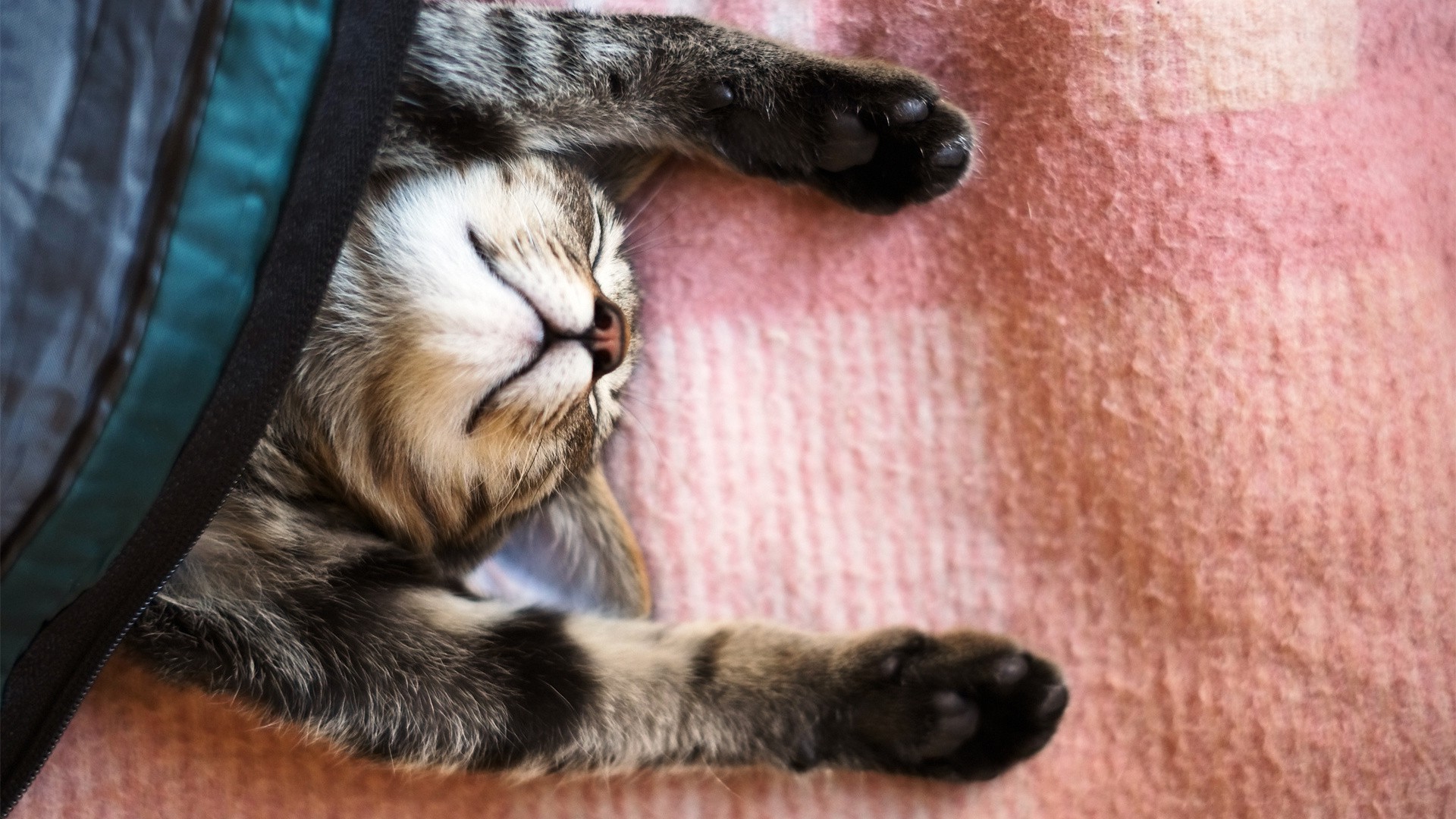 cat, Animals, Stretching, Blankets Wallpaper