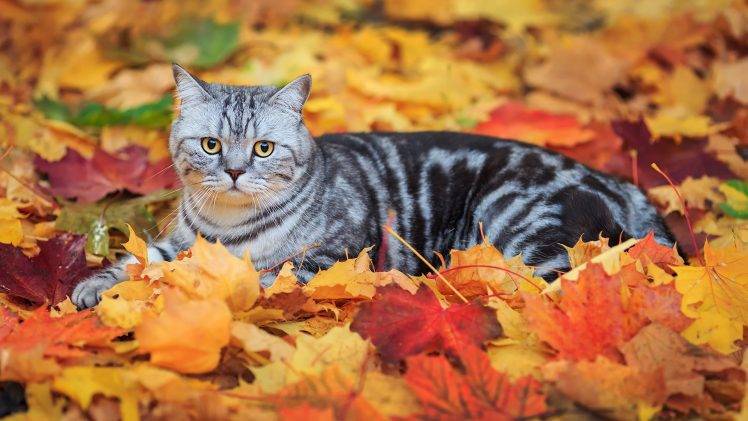 leaves, Fall, Animals, Cat HD Wallpaper Desktop Background
