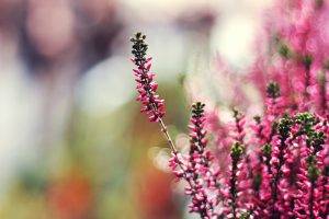 nature, Bokeh, Flowers, Pink Flowers, Depth Of Field, Macro