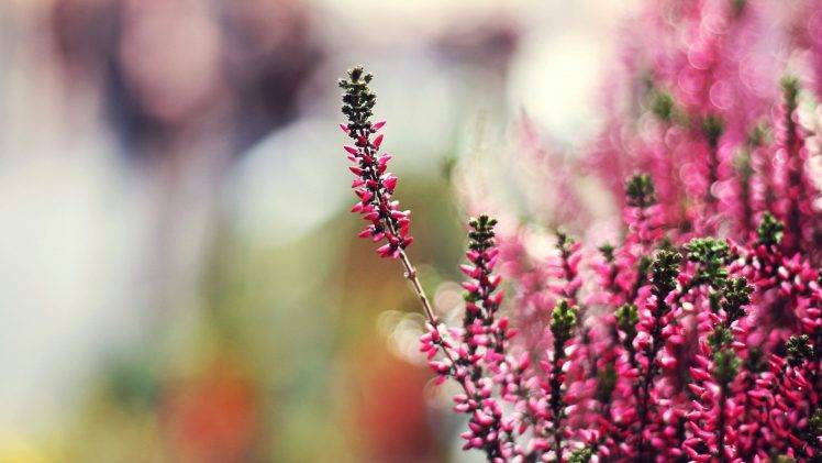 nature, Bokeh, Flowers, Pink Flowers, Depth Of Field, Macro HD Wallpaper Desktop Background