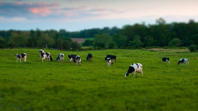 animals, Cows, Tilt Shift HD Wallpaper Desktop Background